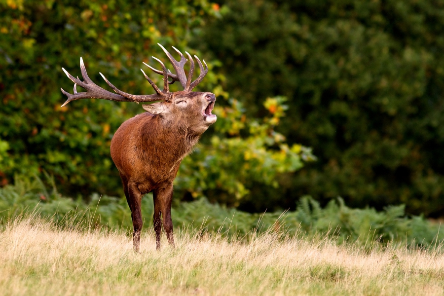 Le brame du cerf : un spectacle époustouflant au cœur de l’été indien !