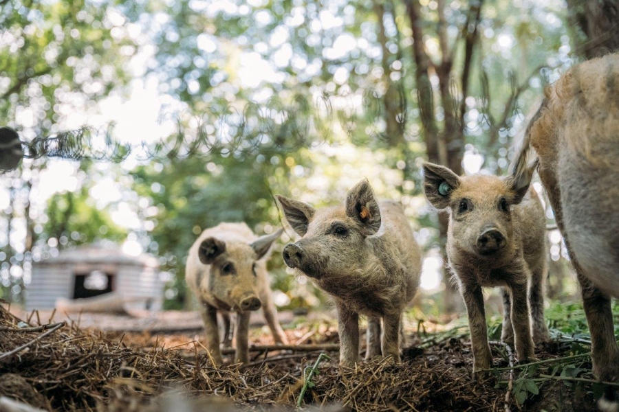 Domaine de Graux: duurzame evenementen die betekenisvol zijn