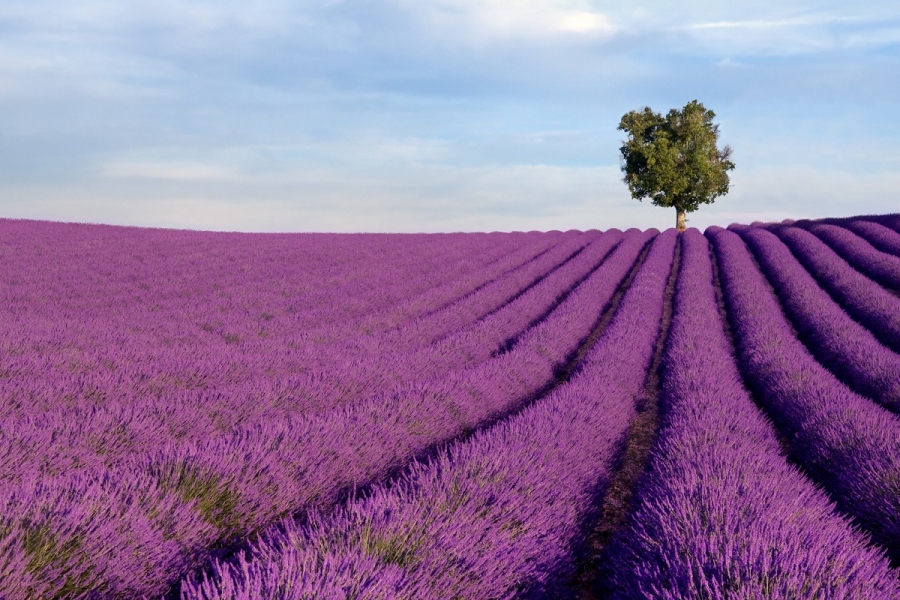 “Provence Alpes Côte-d’Azur” in Antwerpen en in Brussel op 26 en 27 juni