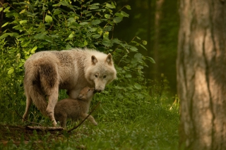 Het poolwolfje Greya ontdekt de wereld
