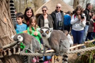 Organisez un family day inoubliable proche des animaux à Planckendael