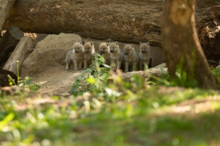 Heropening van het Wildpark van het Domein van de Grotten van Han met zes pluizige poolwolf pupjes!
