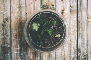 Go Green in Hotel BLOOM!