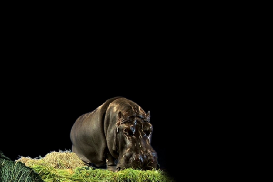 Bij Finale leeft nijlpaard Heini verder in 3D