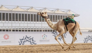 Le plus grand festival de chameaux au monde bat le record mondial du Guinness Book